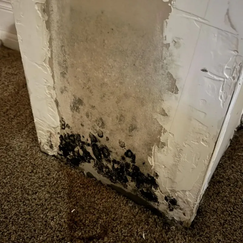 Professional Mold Removal in Franklin County, IL